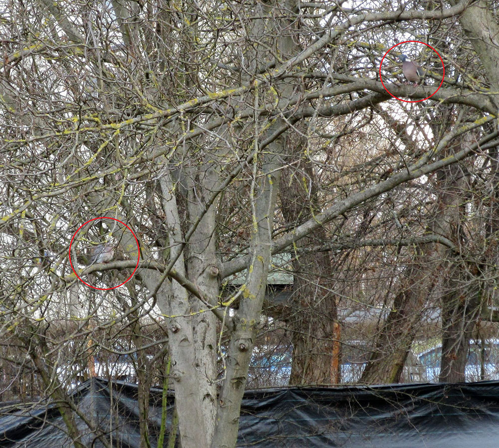 Grzywacze nad projektowanym placem zabaw - samiec śpiewa. Szukają miejsca na nowe gniazdo lub zajmą zeszłoroczne. Park Dolinka Służewiecka. Fot. Sławek Kasjaniuk