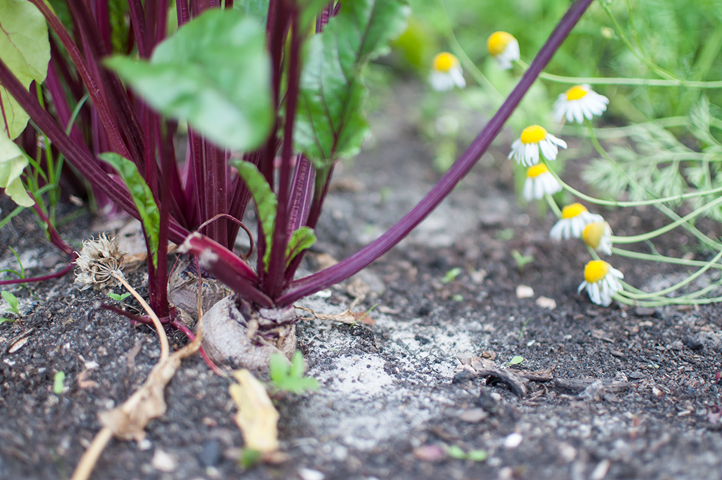 Zdjęcie przestawia zbliżenie na rosnące buraczki