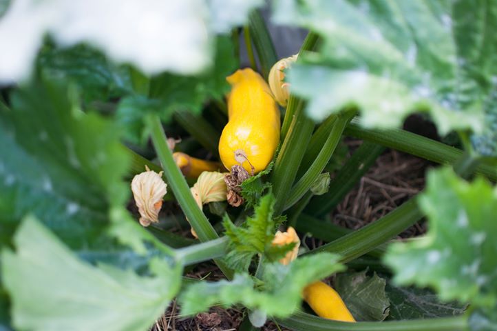 Na zdjęciu kwitnąca żółta cukinia we wspólnym ogrodzie sdk
