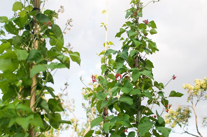 Zdjęcie przedstawia kwitnącą fasolę rosnącą we wspólnym ogrodzie. W tle zachmurzone niebo