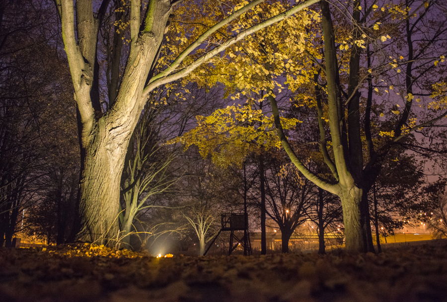 Nocne iluminacje w parku przy Służewskim Domu Kultury. Listopad 2015. fot.sdk
