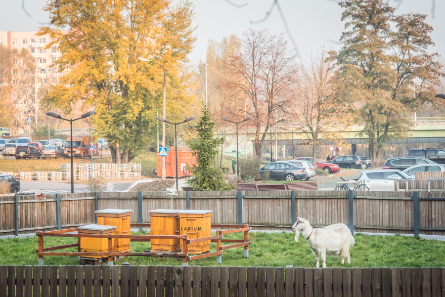 Pasieka w Służewskim Domu Kultury. fot.sdk