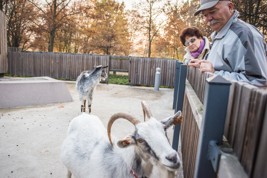 Zagroda z kozami przy Służewskim Domu Kultury. Listopad 2015. fot.sdk
