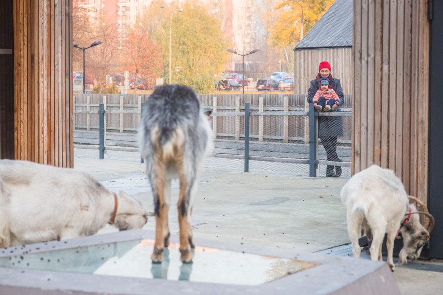 Zagroda z kózkami przy Służewskim Domu Kultury. Listopad 2015. fot.sdk