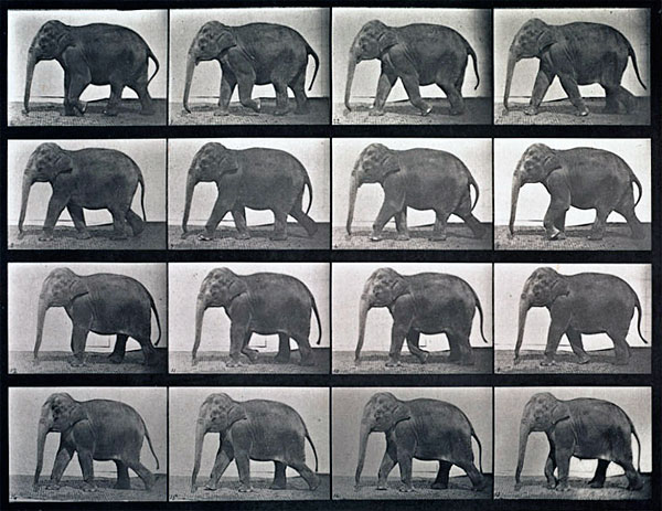 muybridge 12.j1877 pg