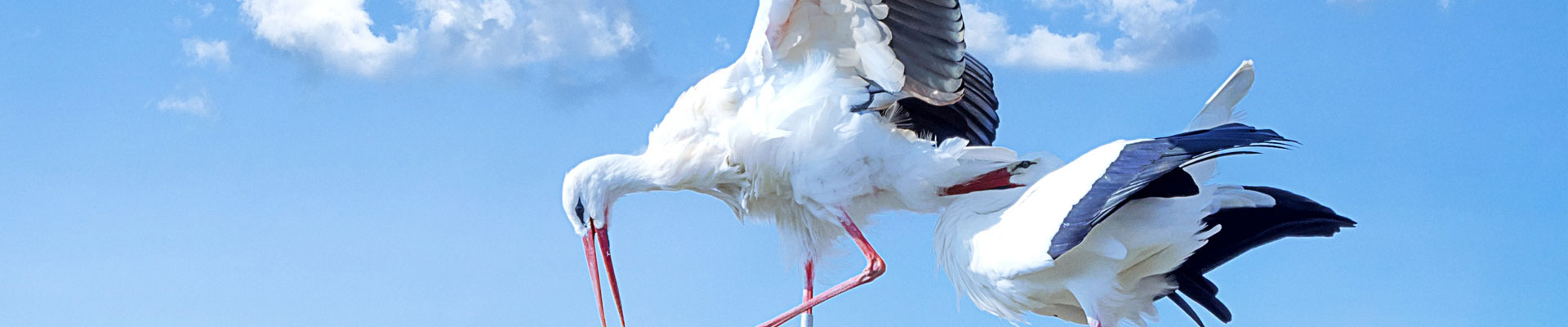 Na zdjęciu znajdują się dwa bociany wlatujące do gniazda. W tle niebieskie  niebo. 