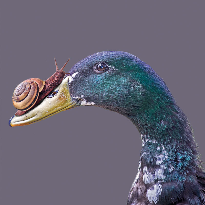 Na grafice zdjęcie głowy kaczki, na której dziobie siedzi ślimak.