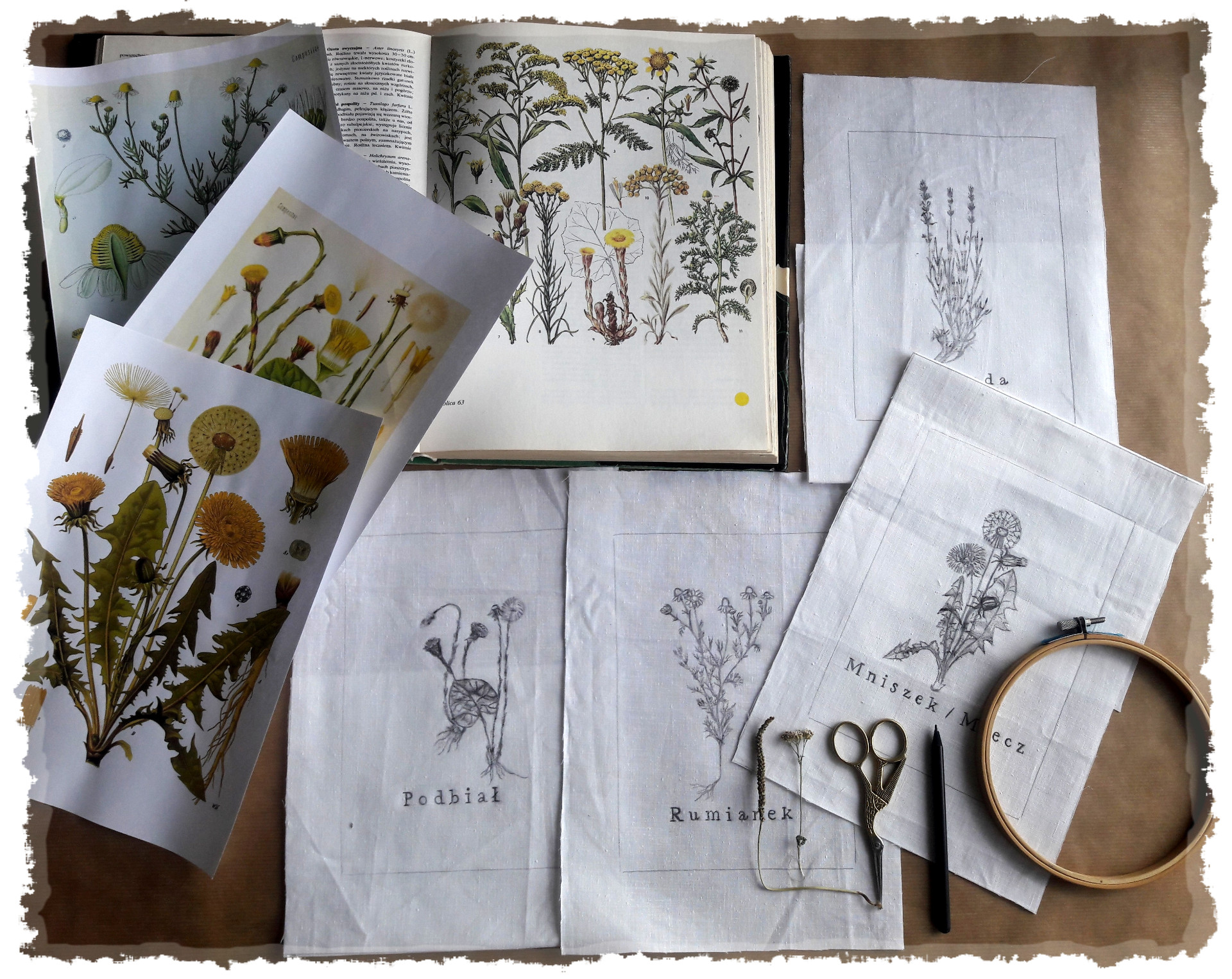 Zdjęcie promocyjne pracowni.  Na zdjęciu widoczne ryciny roślin oraz szkice roślin na płótnie.