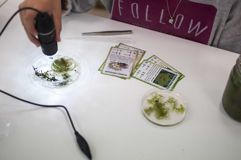 Zbliżenie na prace z mikroskopem podczas warsztatu przyrodniczego