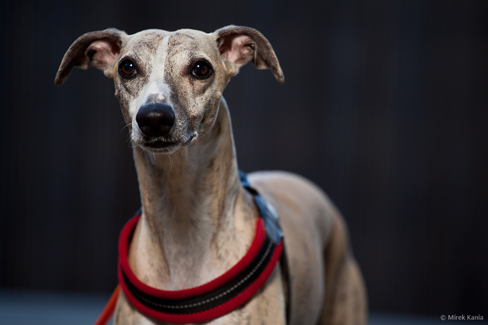 Zdjęcie przestawia portret psa. W tle widać deski amfiteatru SDK.