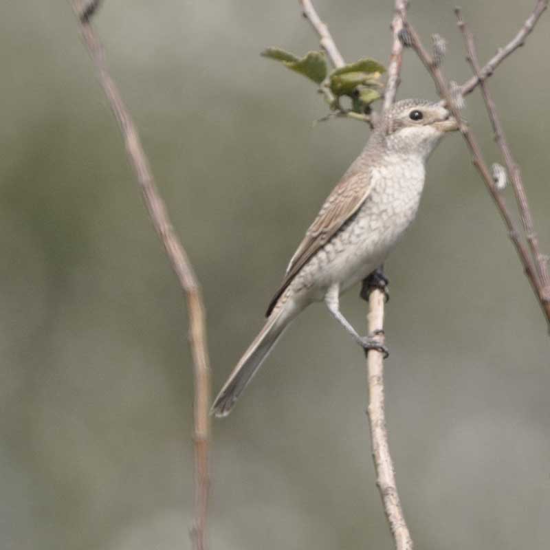 Ptasie ślady na śniegu. Foto: Dominika Dzieniszewska