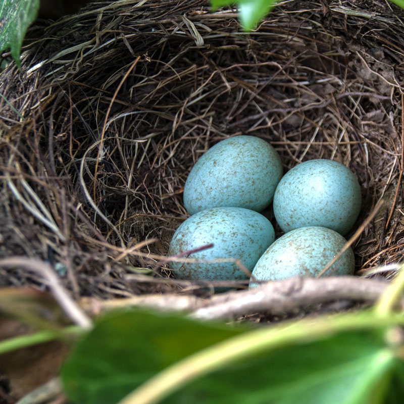 Na zdjęciu gniazdo kosa z jajkami.