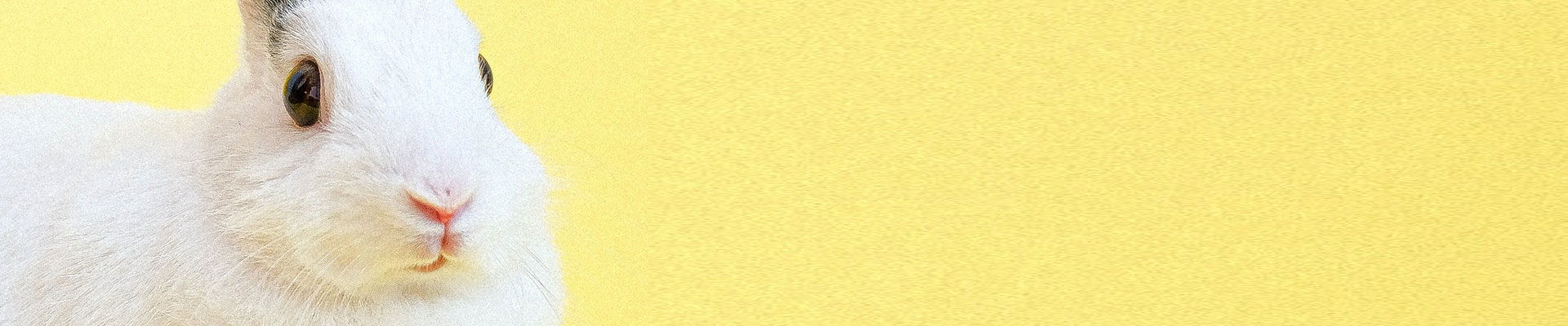 Na zdjęciu królik na jednolitym tle. Fot. domena publiczna