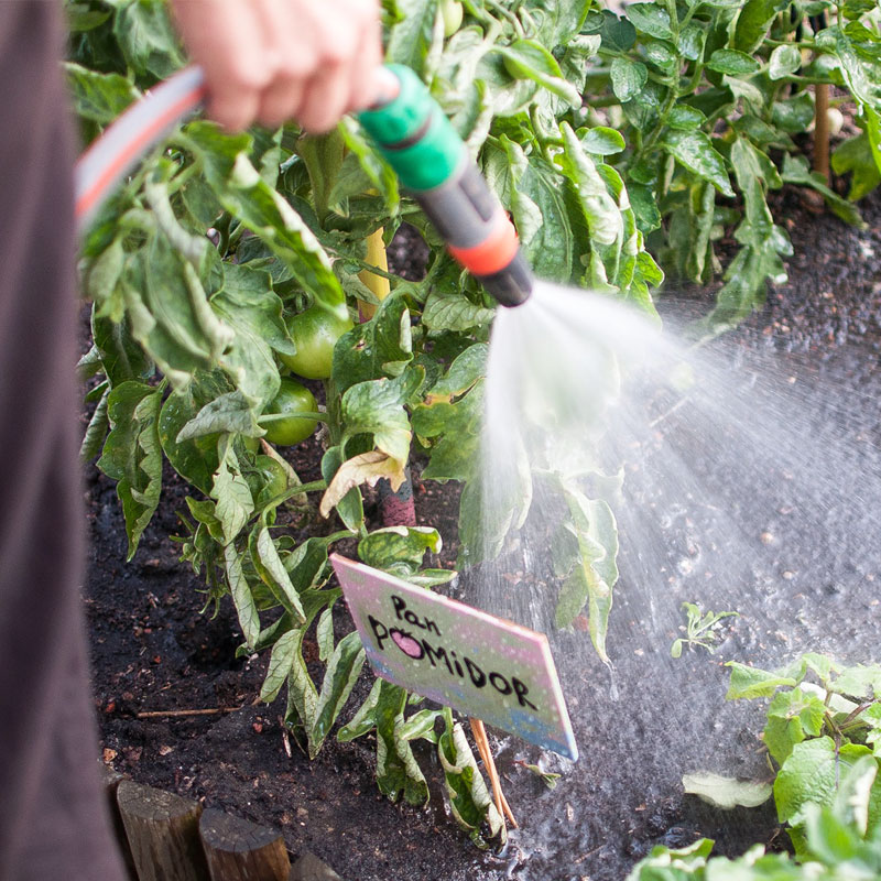 Na zdjęciu osoba podlewająca w ogrodzie rośliny - zbliżenie. Fot. Dominika Dzieniszewska