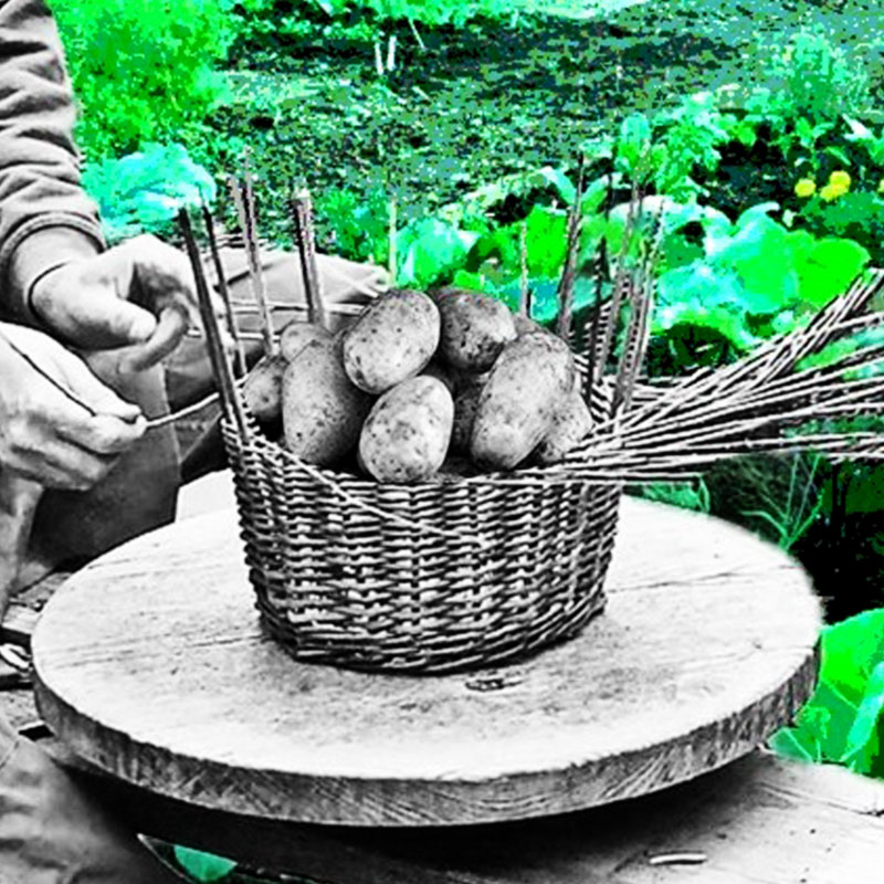 Grafika stylizowana na retro, przedstawia mężczyznę plotącego kosz wiklinowy w ogrodzie.