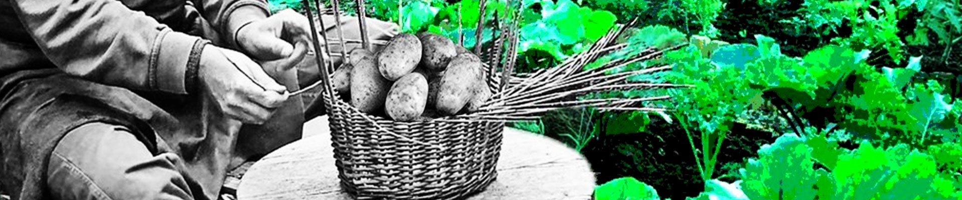 Grafika stylizowana na retro, przedstawia mężczyznę plotącego kosz wiklinowy w ogrodzie.