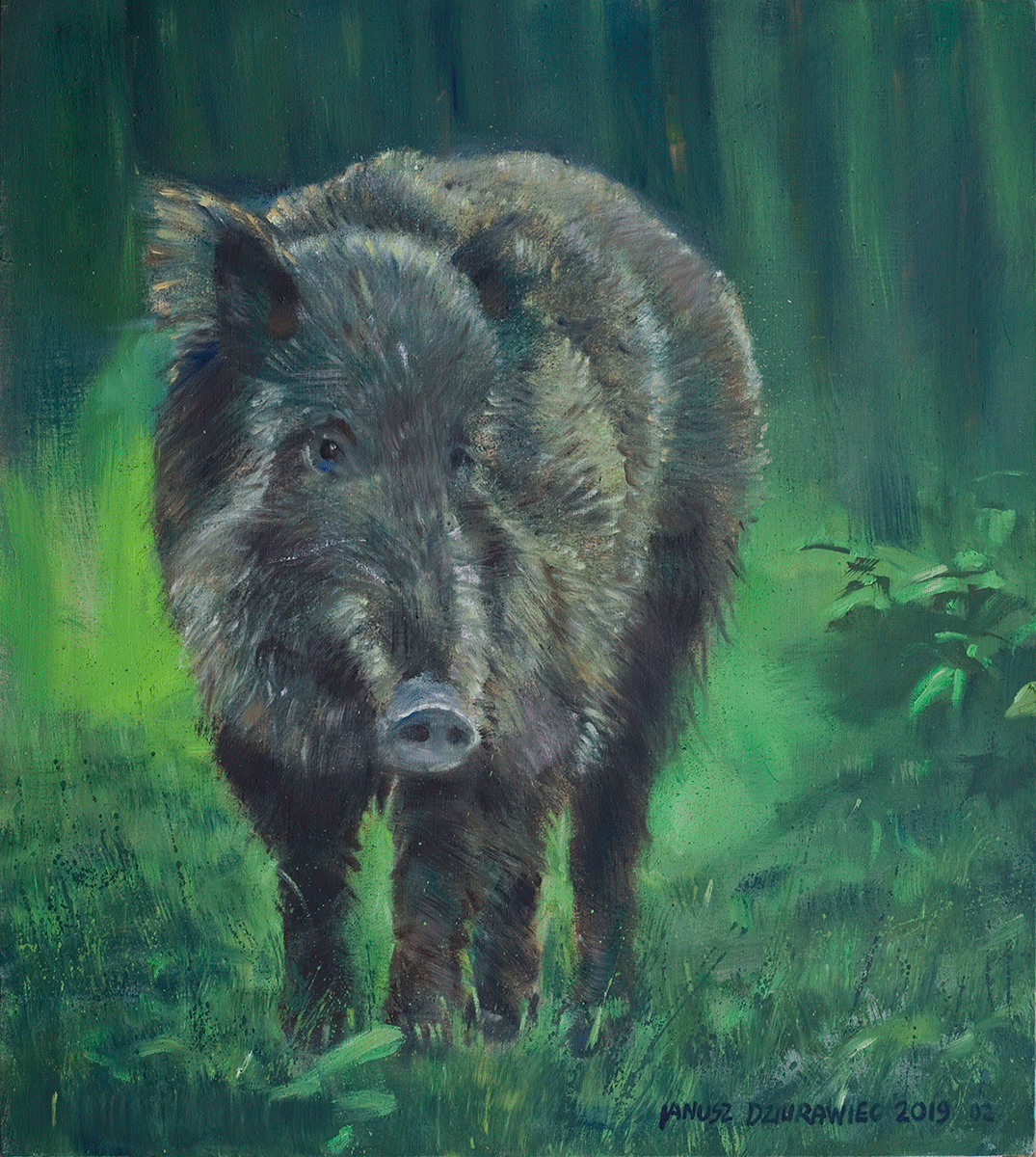 Zdjęcie obrazu artysty. Na obrazie znajduje się dzik w leśnej scenerii.