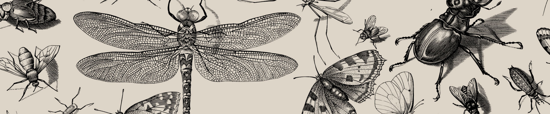 Grafika przedstawiająca realistyczne liniowe rysunki owadów; dominuje ważka. Obraz Gordon Johnson z Pixabay