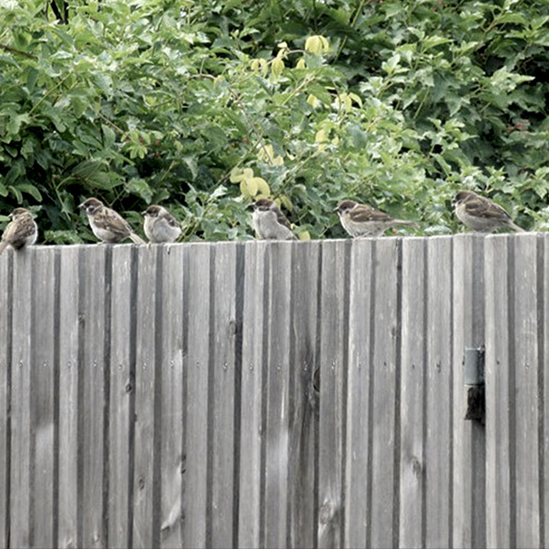 Na zdjęciu wróble siedzące na płocie przy SDK. Fot. Sławek Kasjaniuk