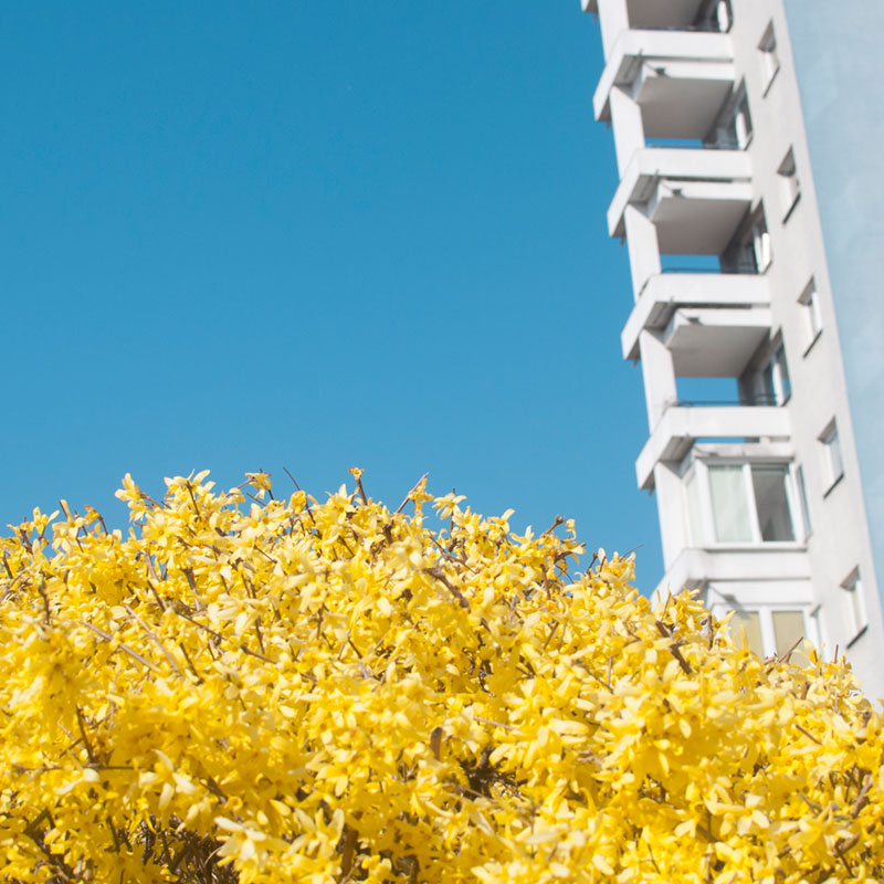 Kwitnąca forsycja, za nią blok mieszkalny na osiedlu Służew nad Dolinką. Fot. Dominika Dzieniszewska