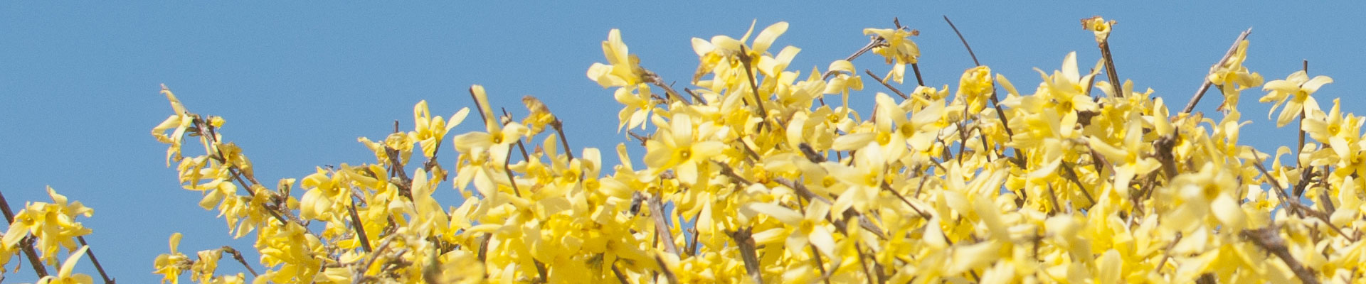 Kwitnąca forsycja, za nią blok mieszkalny na osiedlu Służew nad Dolinką. Fot. Dominika Dzieniszewska