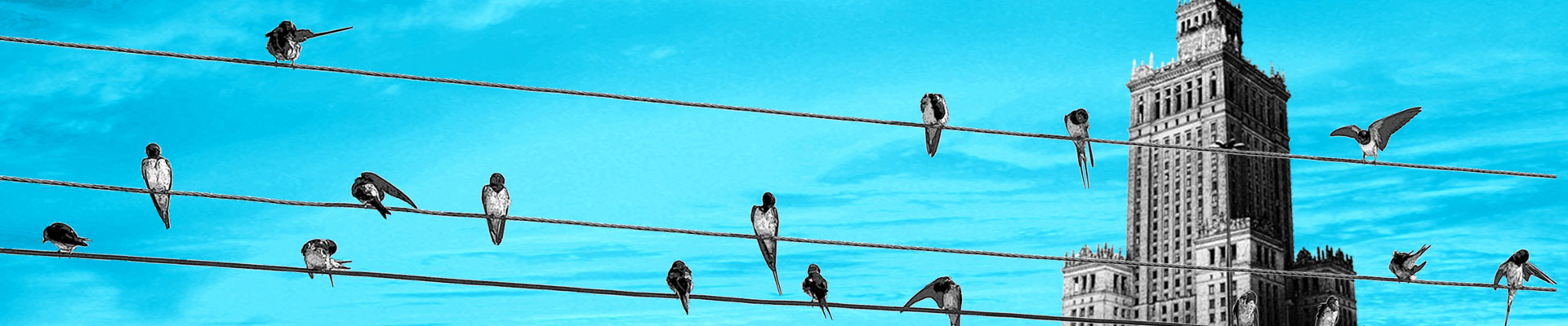 Rysunek: jaskółki siedzące na kablach wysokiego napięcia na tle Pałacu Kultury. Il. Ela Birylo