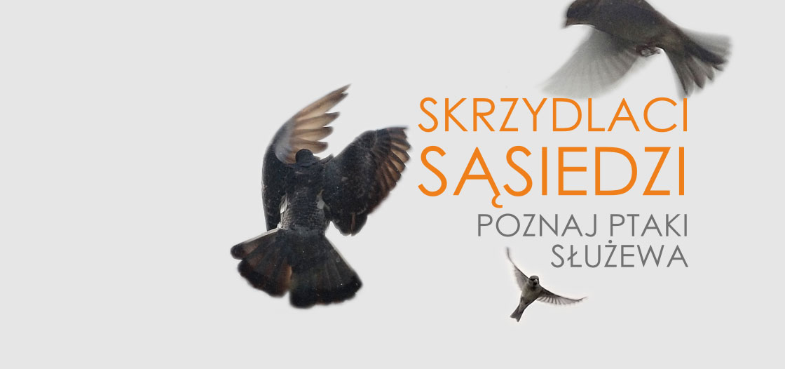 Trzy ptaki w ruchu na jednolitym tle. Na ich tle napis: "skrzydlaci sąsiedzi, poznaj ptaki Służewa".