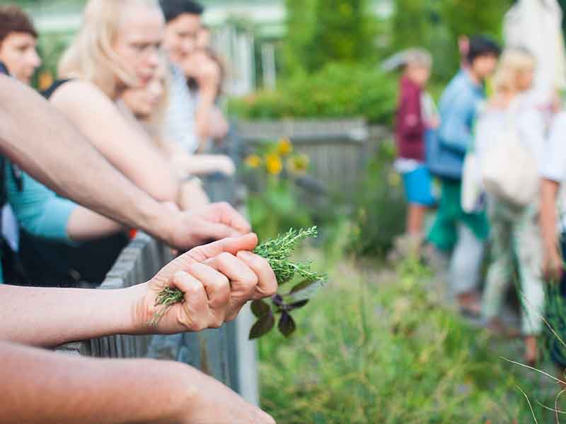 Na zdjęciu grupa osób oparta o płot Wspólnego Ogrodu SDK, na pierwszym planie pęczek ziół w czyjeś dłoni. Fot. Dominika Dzieniszewska
