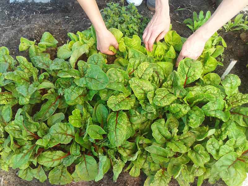 Grządka z botwiną i dłonie przy niej pracujące. Fot. Dominika Dzieniszewska