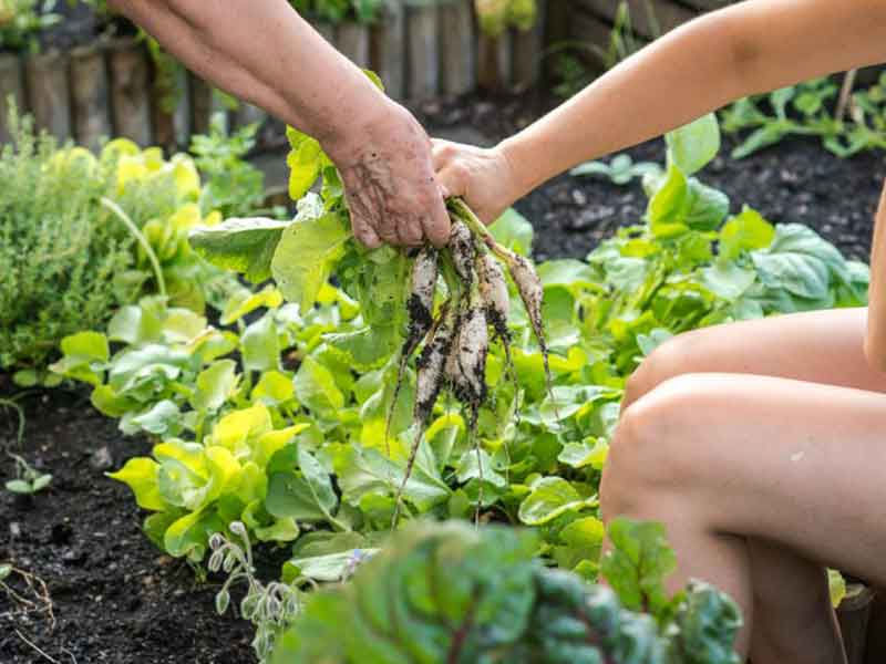 Grządka z warzywami i ręce pracujących na nie osób. Fot. Nel Lato