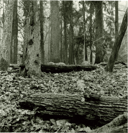 Na zdjęciu Puszcza Borecka sfotografowana analogowo w odcieniach szarości. Na pierwszym planie, w środowej części fotografii, położony pień drzewa, w głębi widać gęsto porośnięte drzewa. Ściółka pokrywa liśćmi. Niebo zakryte pniami rosnących drzew.