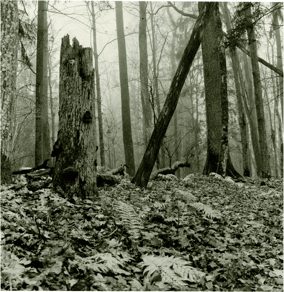 Na zdjęciu Puszcza Borecka sfotografowana analogowo w odcieniach szarości. Na pierwszym planie polewej stronie lekko połomany wpół pień drzewa, w głębi widać szczupłe konary drzew. Ściółka pełna opadłych liści. Niebo szare, w dużej mierze zakryte przez las.
