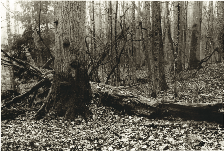 Na zdjęciu Puszcza Borecka sfotografowana analogowo w odcieniach szarości. Na pierwszym planie lekko po lewej stronie gruby pień, a za nim widać połamane drzewo leżące na ziemi oraz gołe gałęzie. Niebo zakryte konarami drzew.