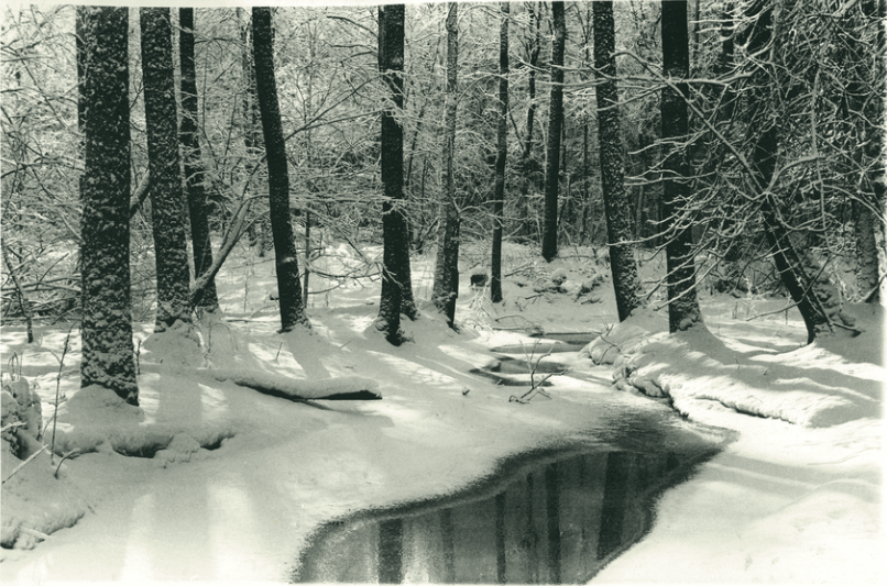 Na zdjęciu Puszcza Borecka sfotografowana analogowo w odcieniach szarych i niebieskich. Na pierwszym planie zimowa sceneria, ściółka pokryta śniegiem, w środkowej części fotografii częściowo zamarznięta rzeczka. Powiększenie wykonane na papierze akwarelowym. Po prawej stronie lekko pochylone gołe drzewo, w głębi widać gęsto porośnięte konary. Niebo niewidoczne.