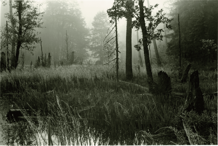 Na zdjęciu nisko skadrowana Puszcza w odcieniach szarości i brązu. Na pierwszym planie mokradło porośnięte skrzypem bagiennym, w głębi widać gęsto porośnięte drzewa. Niebo zakryte konarami drzew. W tle mglisty obraz lasu.
