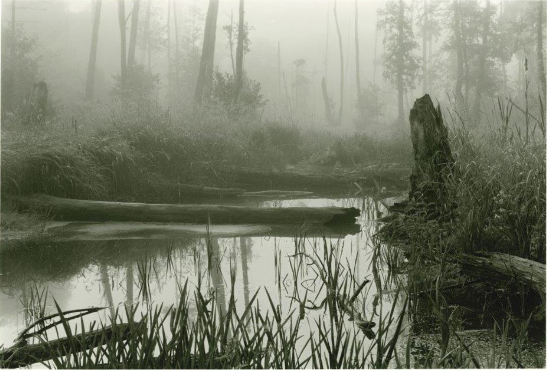 Rozległe rozlewisko bobrowe porastające roślinnością szuwarową, na drugim planie powalony pień, w oddali, za mgłą - las.