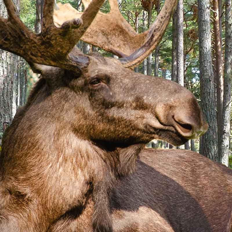 Zdjęcie łosia w Puszczy Kampinoskiej. Obraz Andrea Bohl z Pixabay