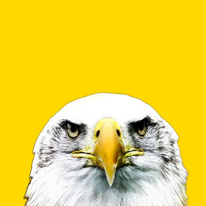 Ilustracja: gowa ora bielika na jednolitym tym tle.