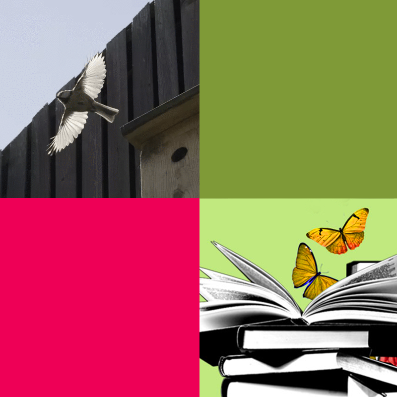 Obrazek podzielony na 4 mniejsze równe kwadraty. Dwa z nich wypełnione jednolitym, w dwóch pozostałych: zdjęcie zdjęcie modraszki w locie oraz książki