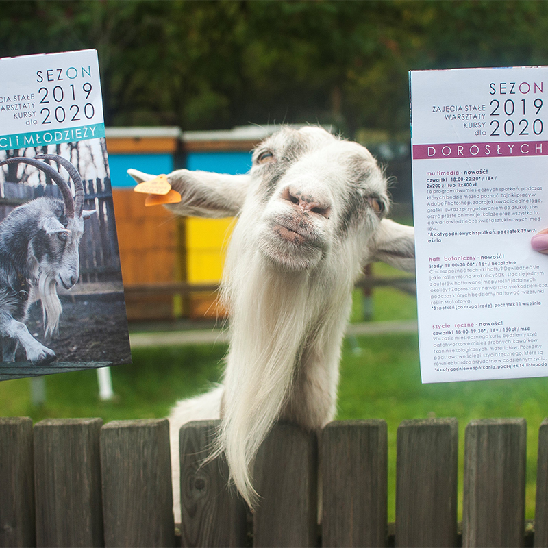 Zdjęcie przedstawia roześmianą kozę - po bokach foldery z ofertami zajęć. W tle wybieg dla kóz i pszczelarium