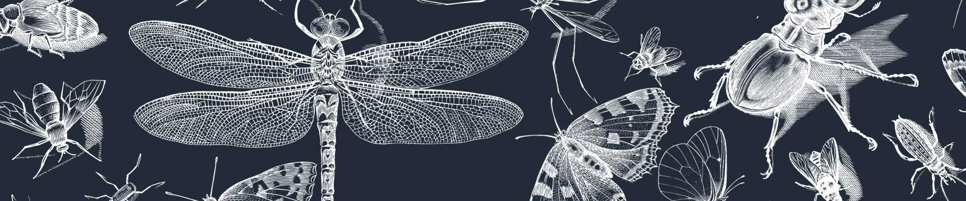 Grafika przedstawiająca realistyczne liniowe rysunki owadów; dominuje ważka. Obraz Gordon Johnson z Pixabay