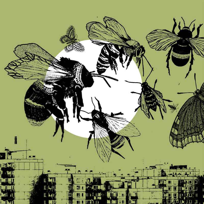 Grafika: na tle szarego blokowiska trzmiel na kolorowym kwiatku.