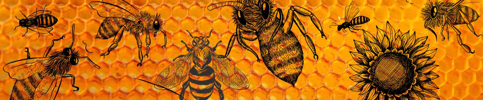 Grafika przedstawiająca realistyczne liniowe rysunki pszczół na tle w formie plastra miodu.