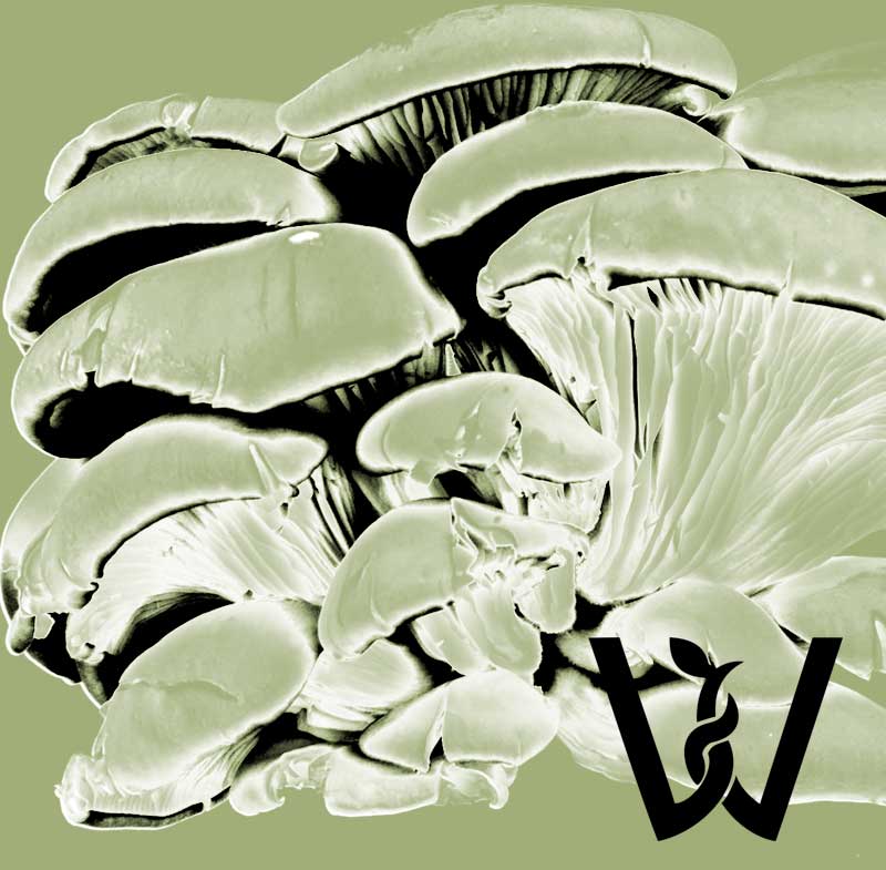 Kwadratowa grafika. Na jednolitym tle liniowy zarys grzybów boczniaków.