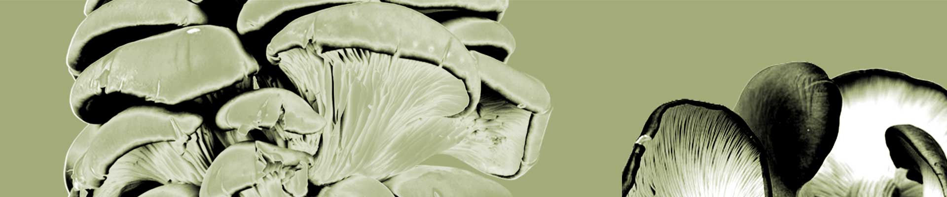 Pozioma grafika. Na jednolitym tle liniowy zarys grzybów boczniaków.