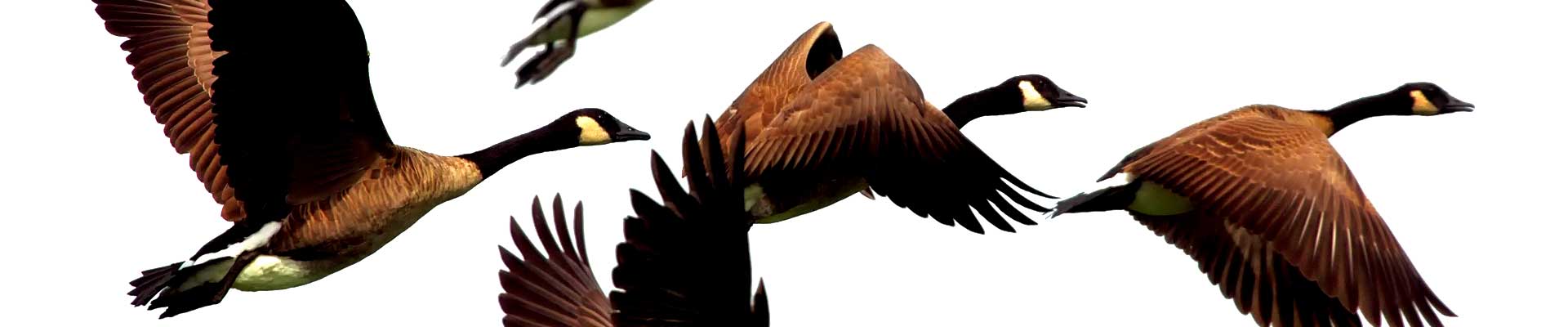 Klucz gęsi w locie.