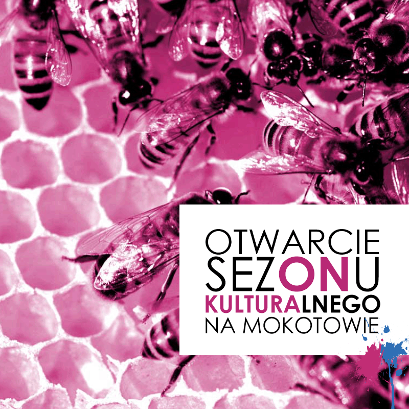 Zdjęcie: pszczoły na plastrze miodu