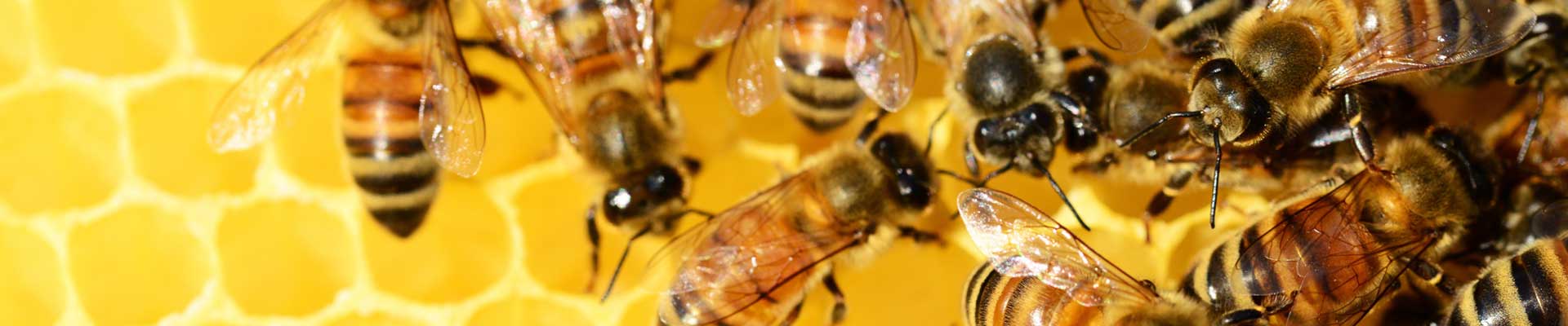 Zdjęcie: pszczoły na plastrze miodu