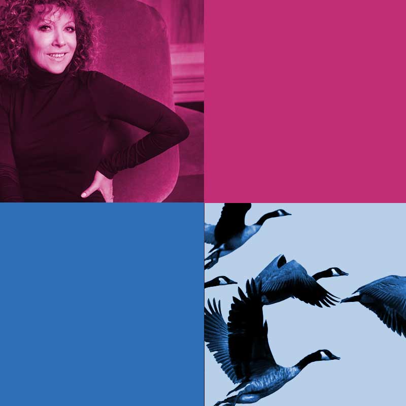 Kwadratowy obrazek podzielony na 4 mniejsze równe kwadraty. Dwa z nich wypełnione jednolitym, w dwóch pozostałych :Alicja Majewska i klucz kaczek w locie.