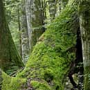 RobaleZapylające inter